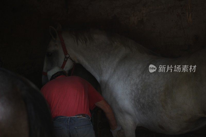 成熟的男人照顾干净的马