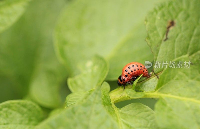 马铃薯甲虫或碎苹果甲虫的幼虫