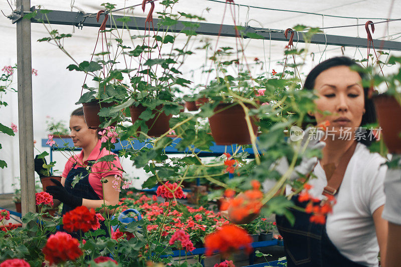 花匠，在温室里种花的妇女