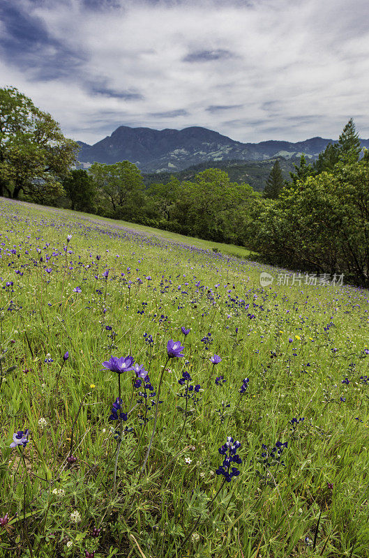 双棱柱头或双棱柱头，称为蓝梗，紫头和花椒保存;圣罗莎;加利福尼亚州索诺玛县