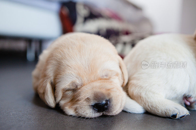 一群拉布拉多寻回犬