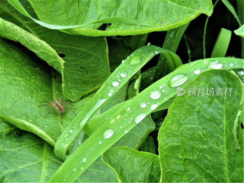 日本。6月。雨后。热带植物草和叶子上的水滴。