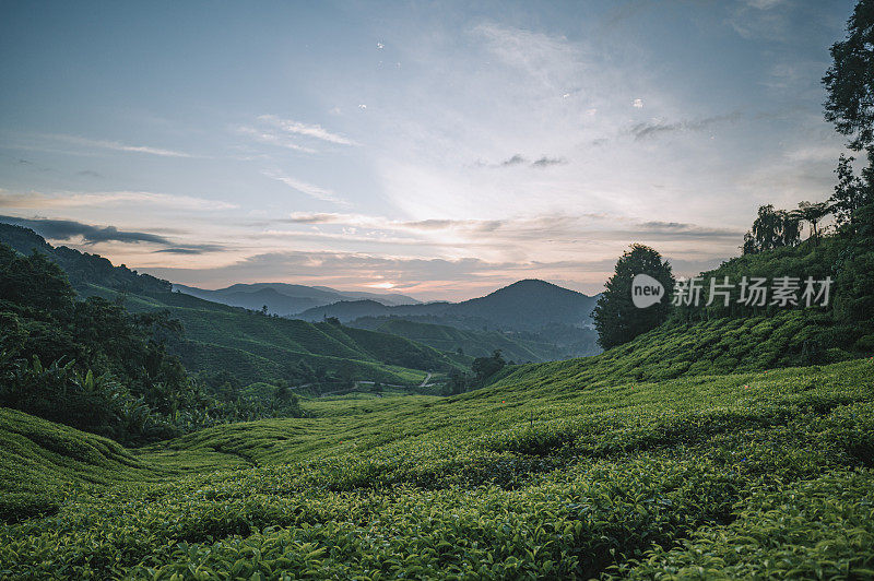 清晨在卡梅隆高地的茶园里种植茶树