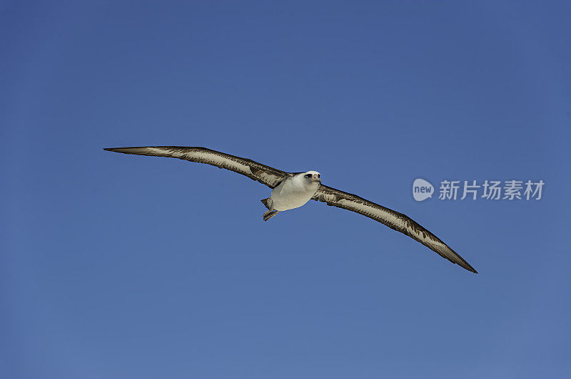 飞天信天翁是一种横跨北太平洋的大型海鸟。Papahānaumokuākea海洋国家纪念碑，中途岛，中途岛环礁，夏威夷群岛