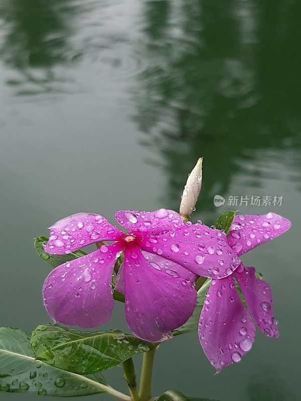 雨滴落在粉红色的五片花瓣上