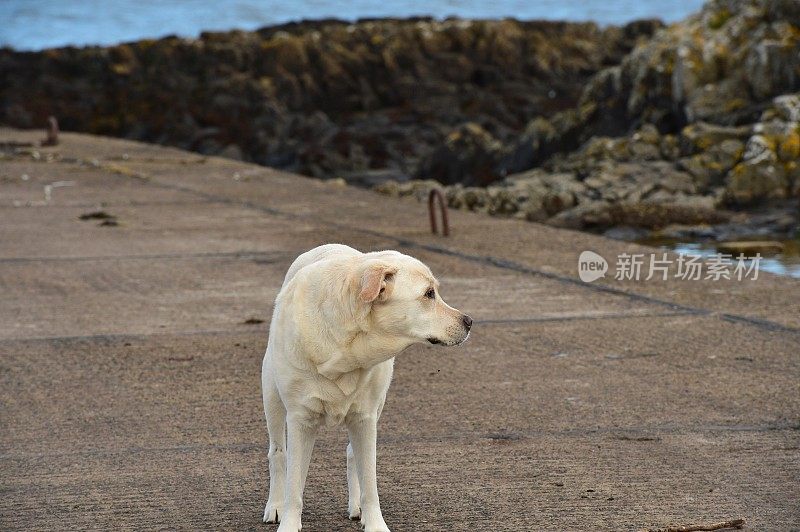 海滩上的拉布拉多寻回犬