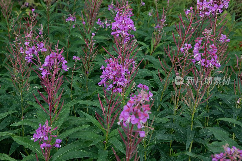 基奈半岛公路沿线的野草野花