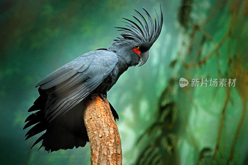 有冠的灰色鹦鹉。新几内亚，黑色鹦鹉棕榈凤头鹦鹉的细节肖像，长鼻鹰，爪子在喙。大灰鸟的头。来自新几内亚的野生动物，自然栖息地。