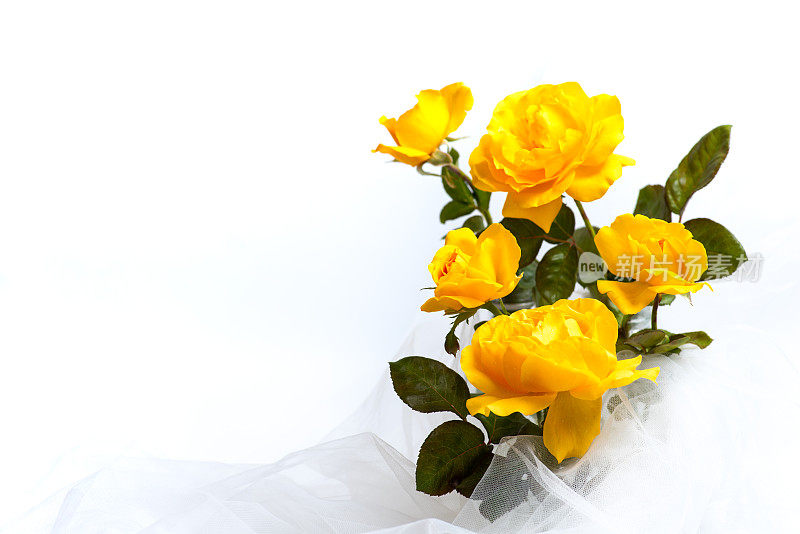黄玫瑰花插在一个玻璃花瓶孤立