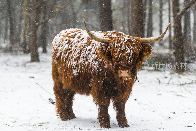 雪中的苏格兰高地牛的肖像