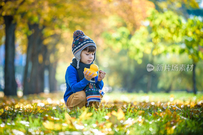 金色的秋天背景与秋天的树叶和小男孩玩在秋天的树叶。快乐的孩子享受着温暖的秋日阳光。横幅和其他媒体项目的最佳概念