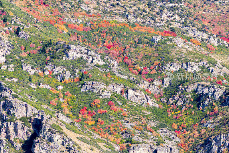 犹他州普罗沃东部Y山变化的树木的美丽颜色