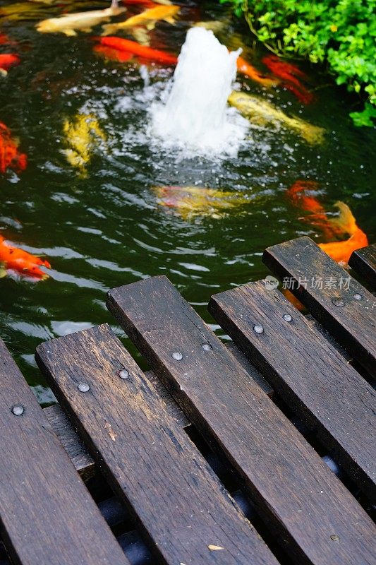 木桥上的锦鲤在池塘的背景