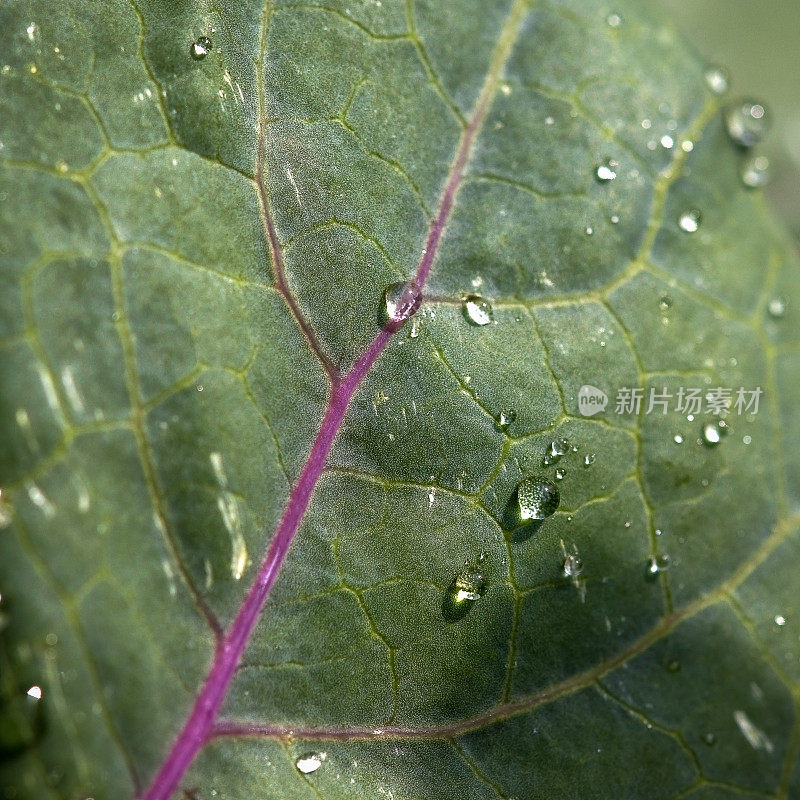 顶视图的绿色大头菜叶子与紫色的脉络和水滴