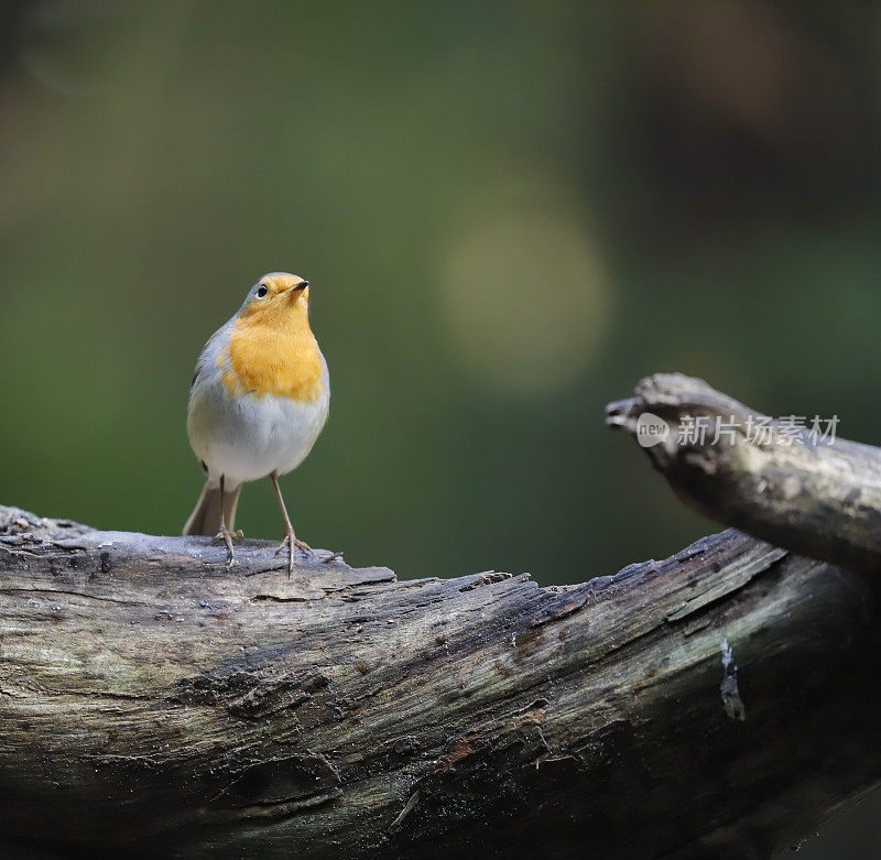 罗宾(红心rubecula)