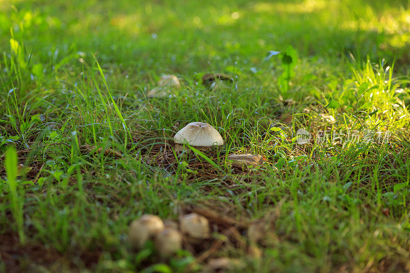 花园里的蘑菇越来越近了