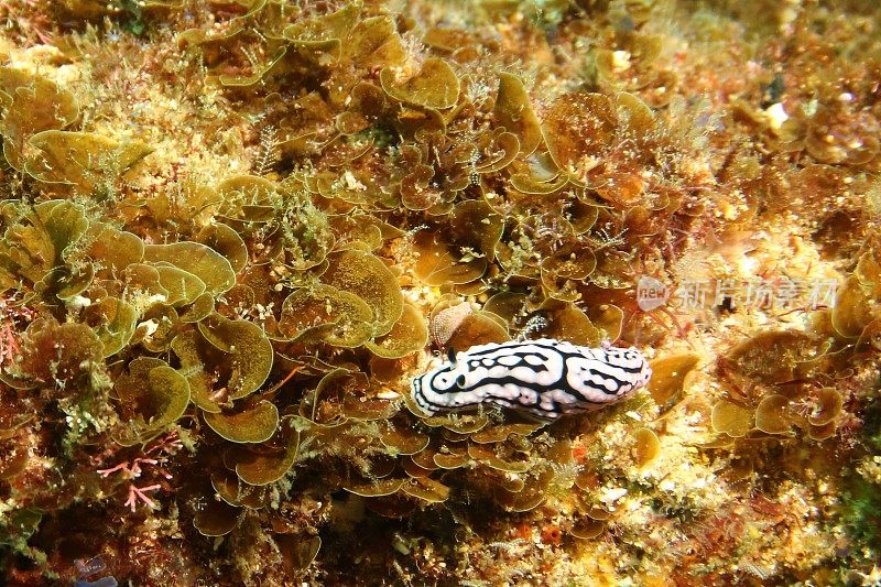 南非的海蛞蝓