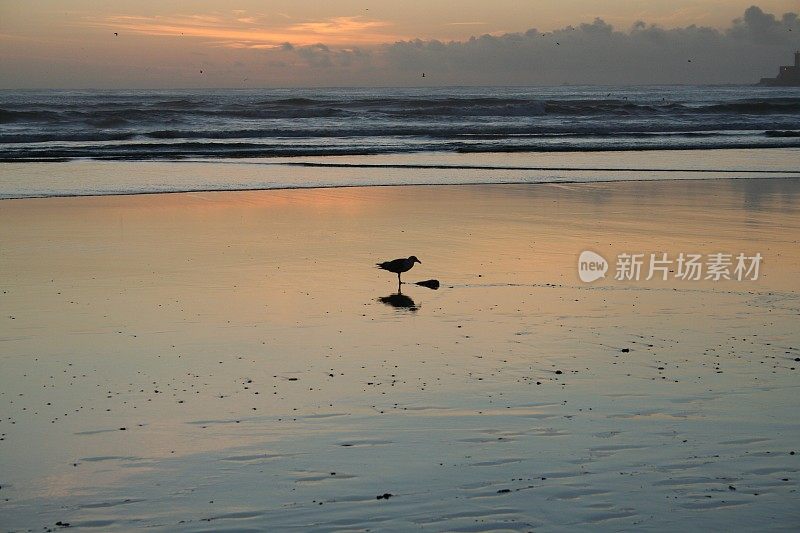 日落海滩上的海鸥