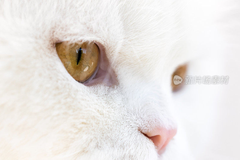 长毛苏格兰折白猫眼，望着窗外