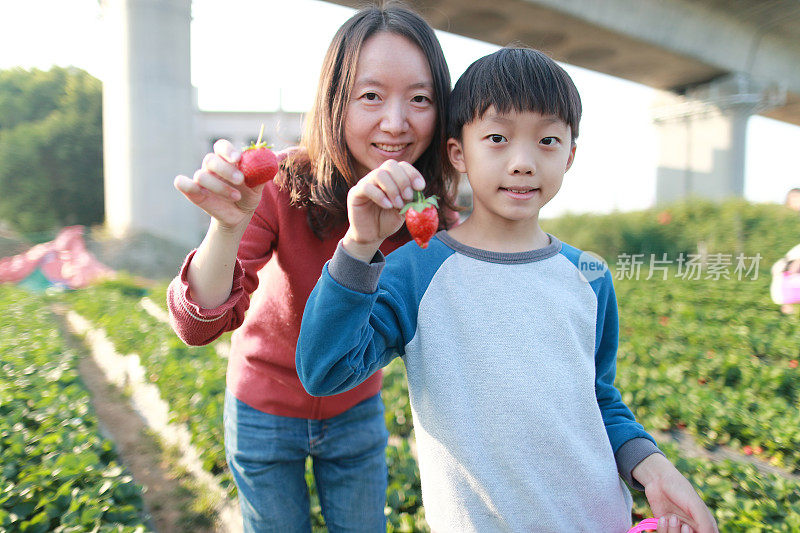 一个小男孩在农场外面摘草莓