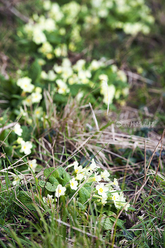 野生报春花。英国多塞特郡温伯恩市威斯尚顿附近的克里切尔庄园，一条公共小径。