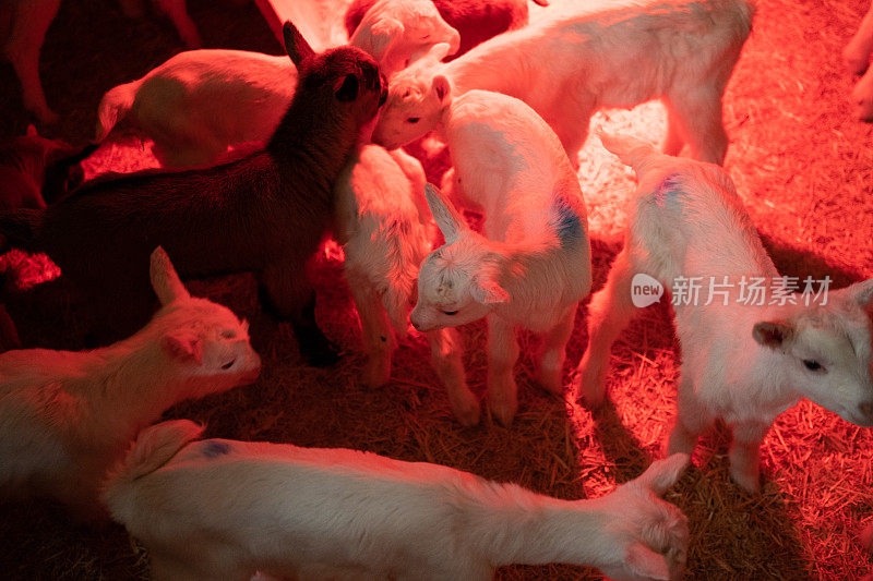 清晨，一群小山羊在谷仓里放松