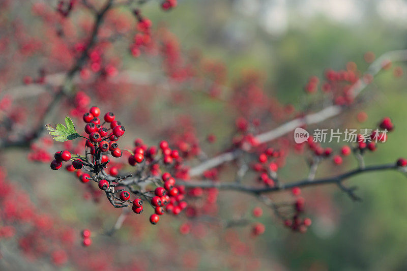 药用《山楂树之恋》