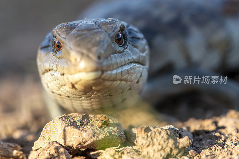 蓝舌小蜥蜴