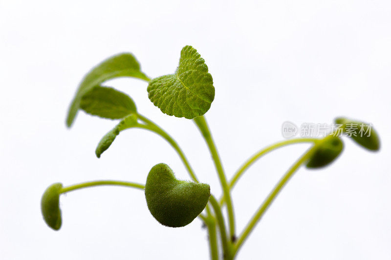 白色背景上的一株小植物的绿叶