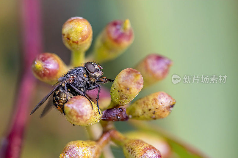 飞蝇(丽蝇属)