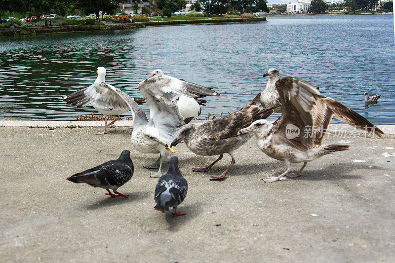 图为美国加州旧金山梅里特湖畔，海鸥在争食