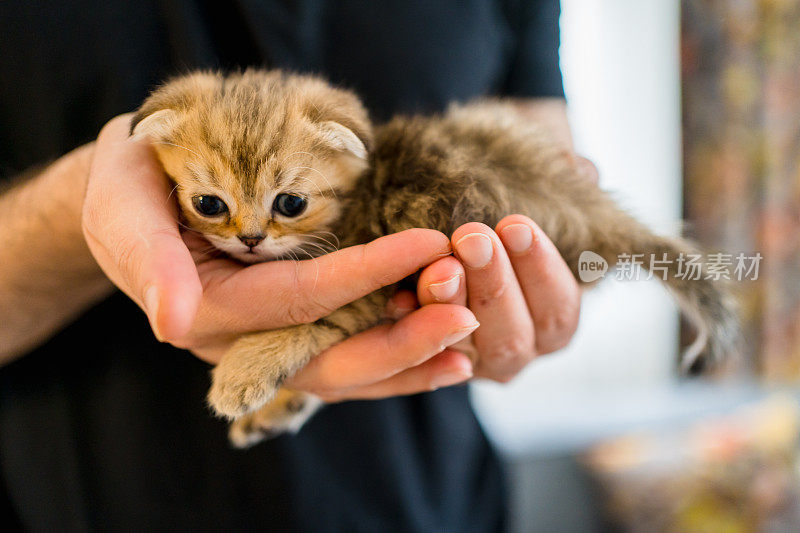 一名男子手里抱着英国短毛猫