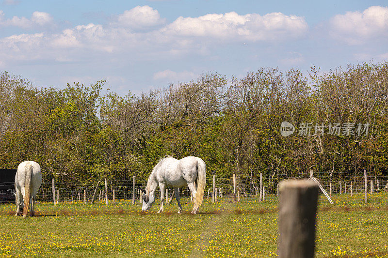 在英格兰伊斯特本东迪恩绿色牧场上吃草的马