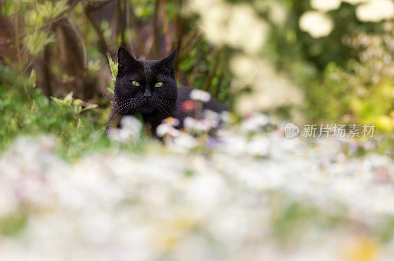 黑猫在花园里坐在花丛中