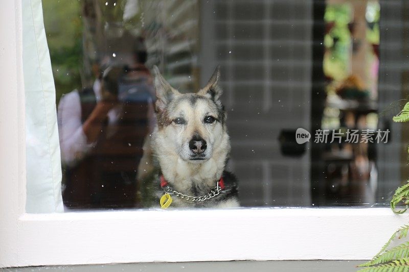 狗往窗外看