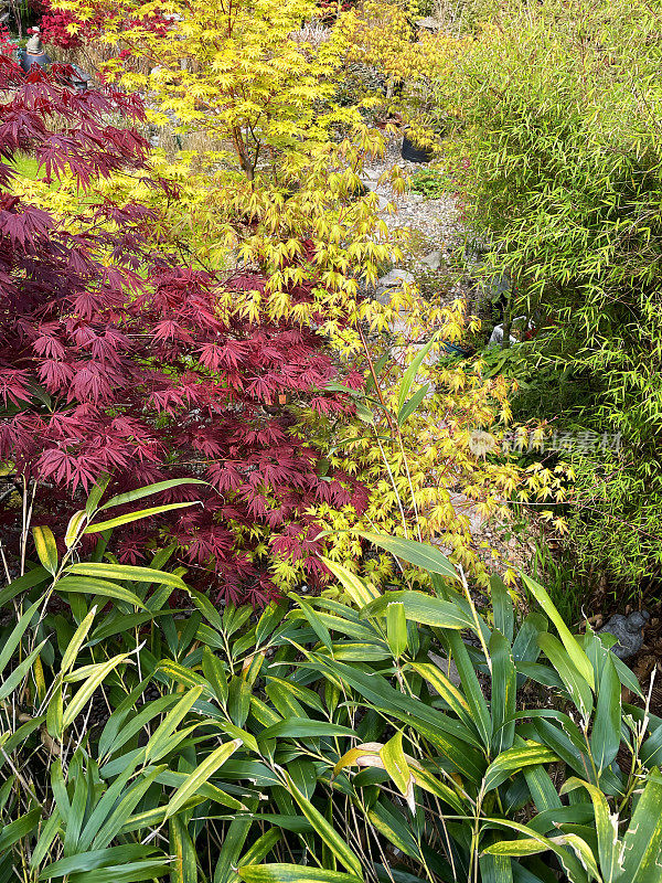 由鹅卵石和踏脚石小路、竹子和日本枫树组成的家庭花园植物的形象，升高的视野