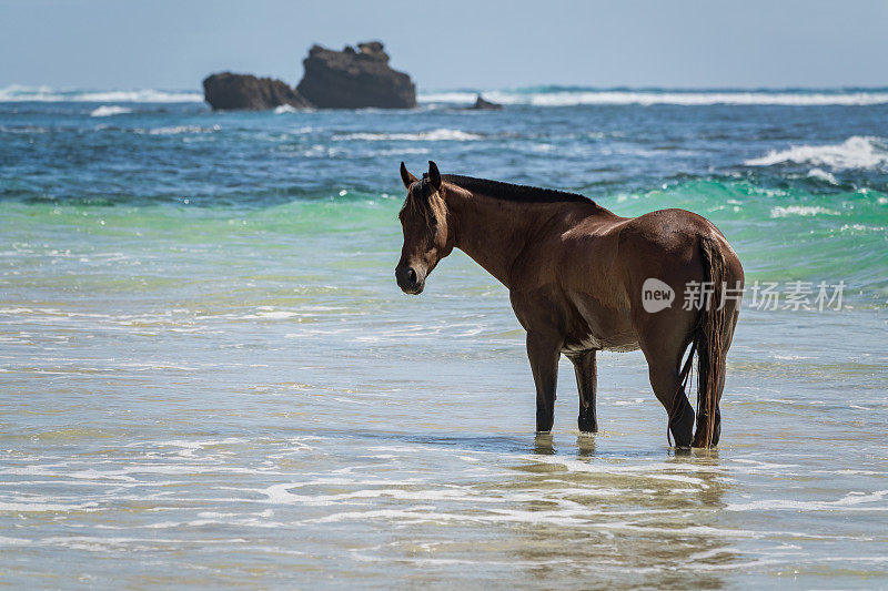 松巴岛的海马海滩努沙登加拉印度尼西亚帖木儿