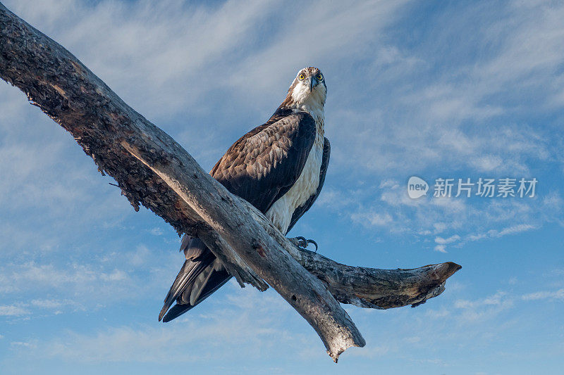 成年鱼鹰栖息在一棵死树上