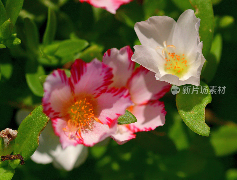 马齿苋属的植物花卉