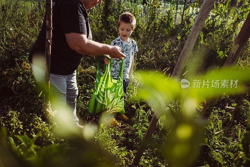 孙子和祖母在收获西红柿