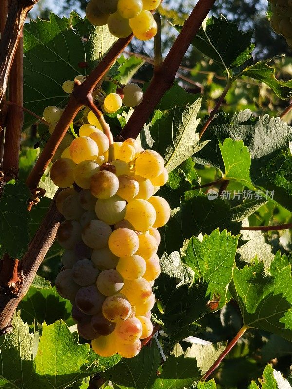 葡萄成熟了，在葡萄园的秋天我