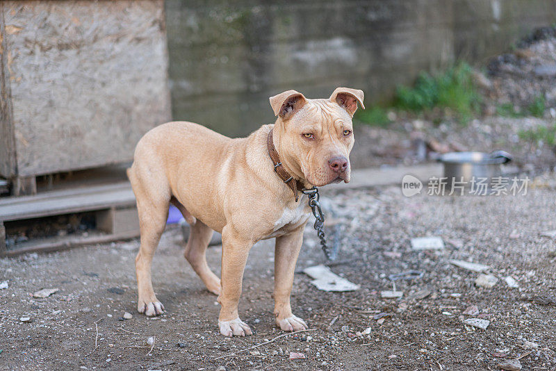 小狗斗牛犬住在肮脏的院子里，用铁链拴着。