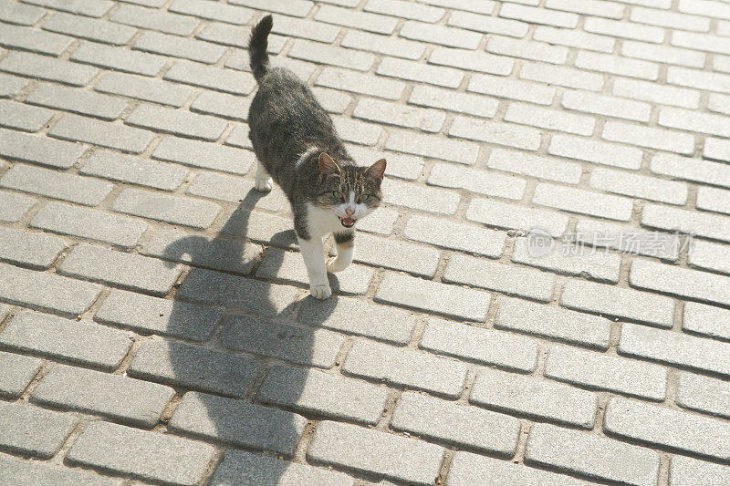 只流浪猫