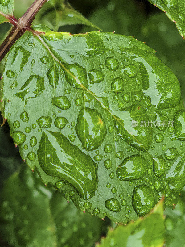 玫瑰花瓣上的雨滴