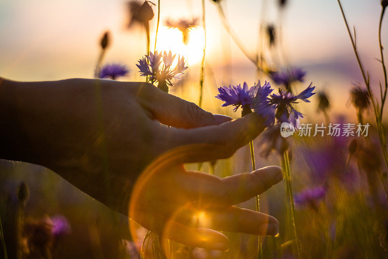 女性的手在夕阳下抚摸着紫色的花朵