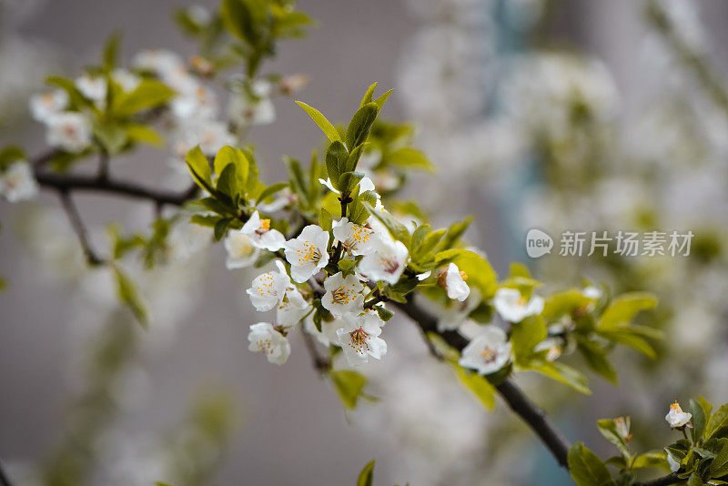 春天白色花朵