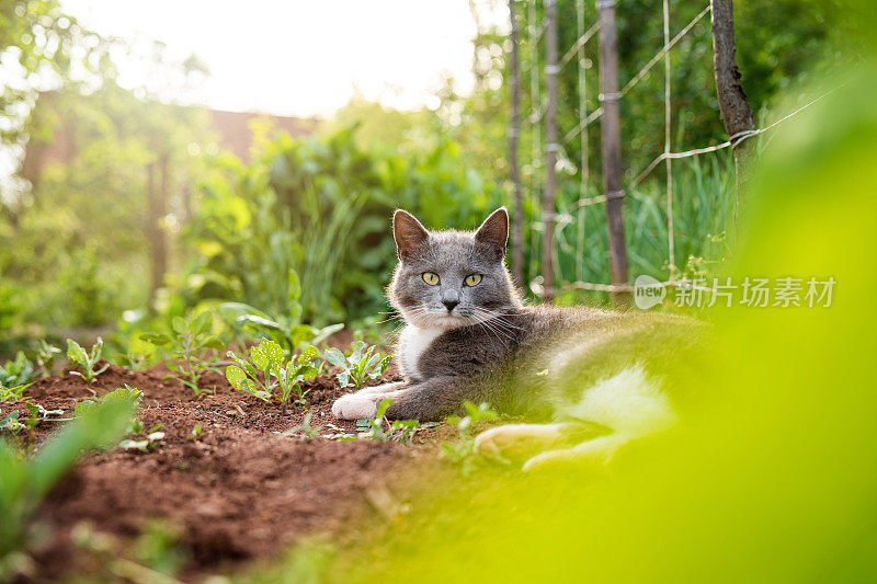 漂亮的猫，躺着看着镜头