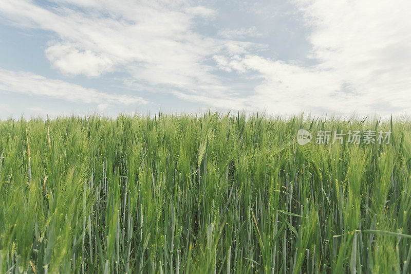 小麦种植田