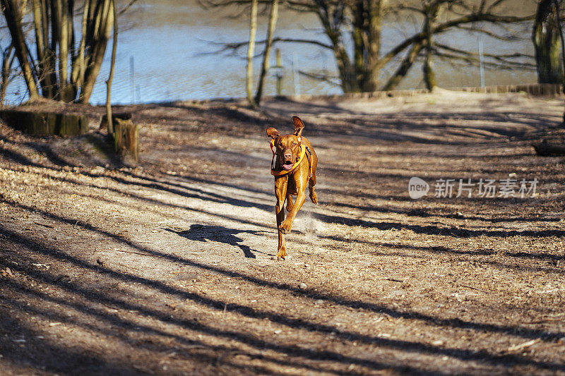 运动和快速的狗跑向摄像机在森林