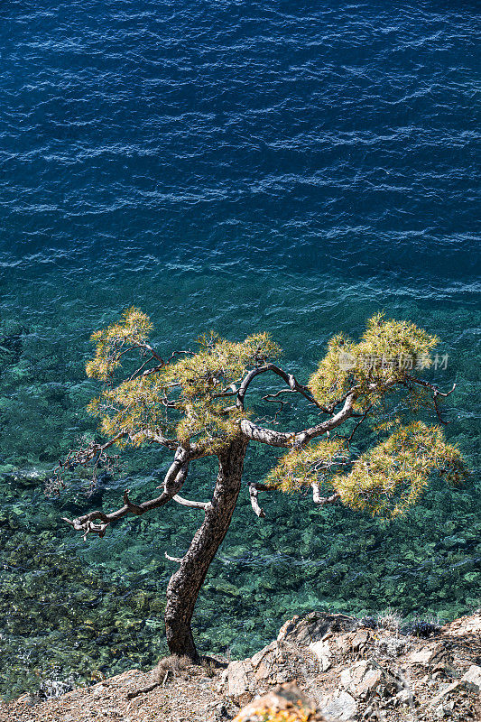 海边山坡上的一棵松树